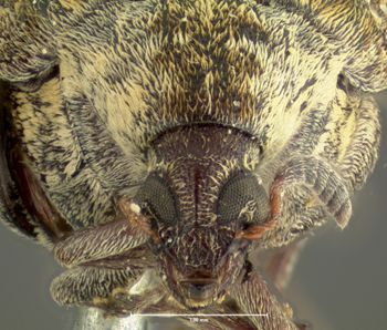 Media type: image;   Entomology 33943 Aspect: head frontal view